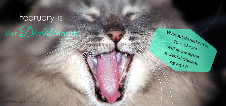 Pet Dental Month cats