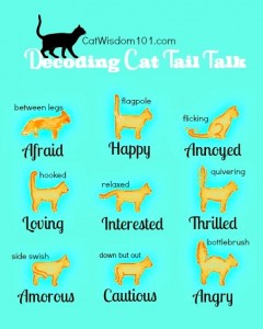 decoding cat tail talk