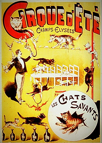 circus cats