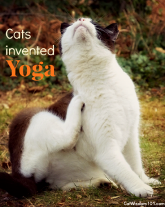 yoga cat itching fleas