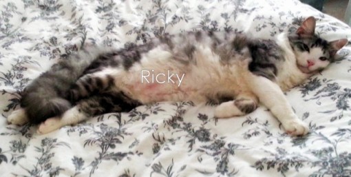 catdance winner Ricky