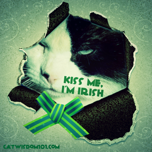 Domino cat, kiss me I'm Irish
