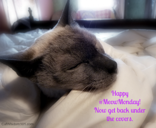 Merlin cat in bed #meowmonday