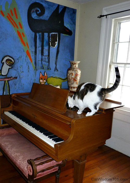 Odin the cat with piano