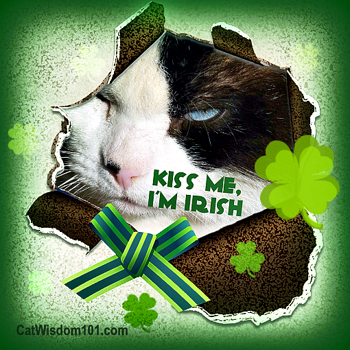 St. Patrick's Day cat-kiss me I'm Irish