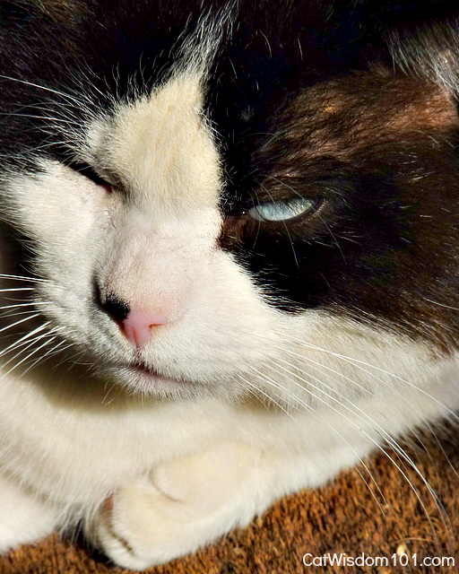 Domino-cat-portrait-snowshoe