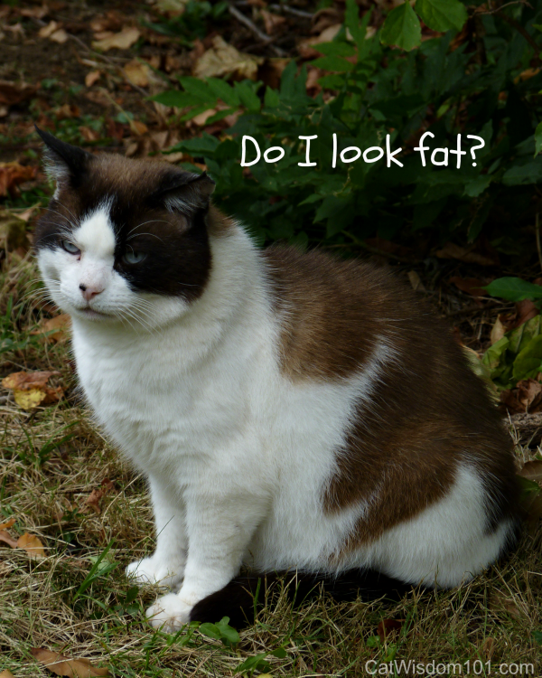 Domino fat cat