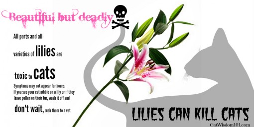 Easter-lilies- toxic-cats