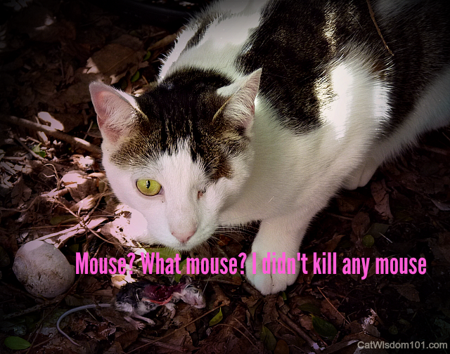 odin cat-mouse kill