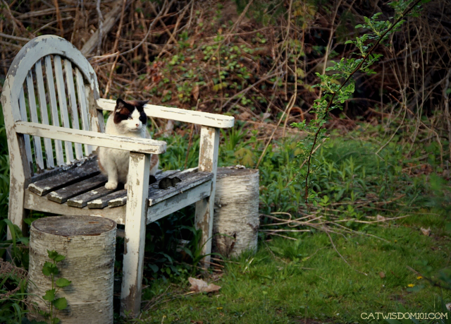 Domino cat sitting in garden