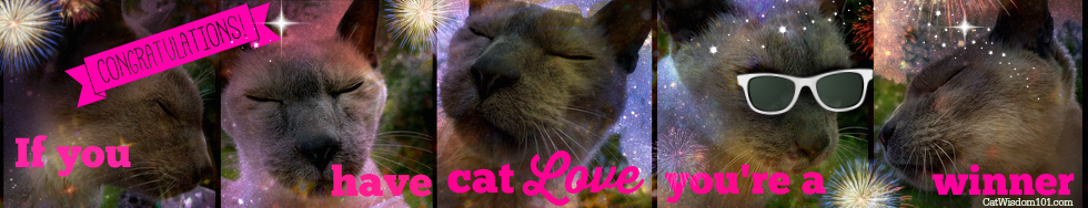 Merlin cat selfies-cat love- winnerr