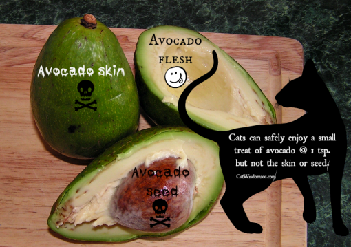 avocado safe for cats