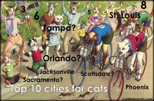 top 10 cities for cats