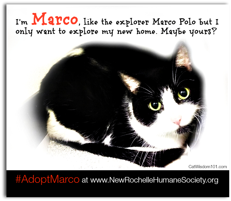 Marco cat adoption NRHS-PSA