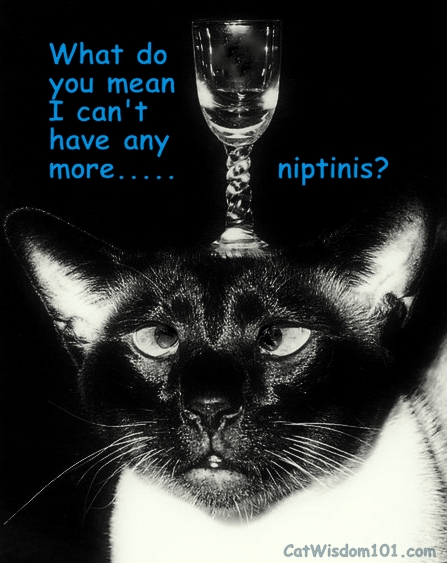 funny niptini cat