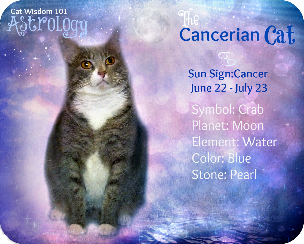 Astrology cat cancer
