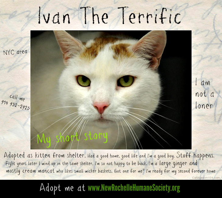 Ivan the terrific cat ready to be adopted