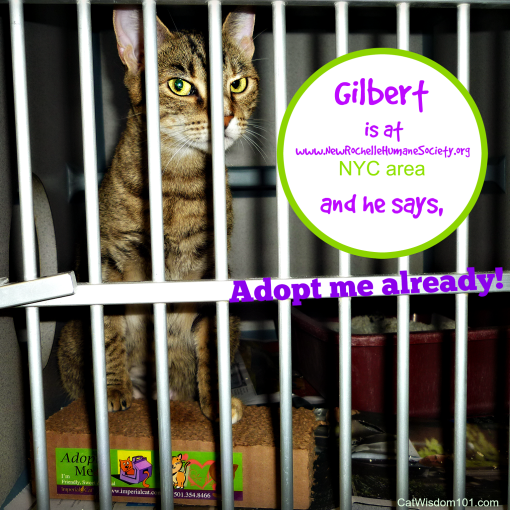 NRHS-Gilbert cat adoption