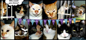 NRHS-cats adoption