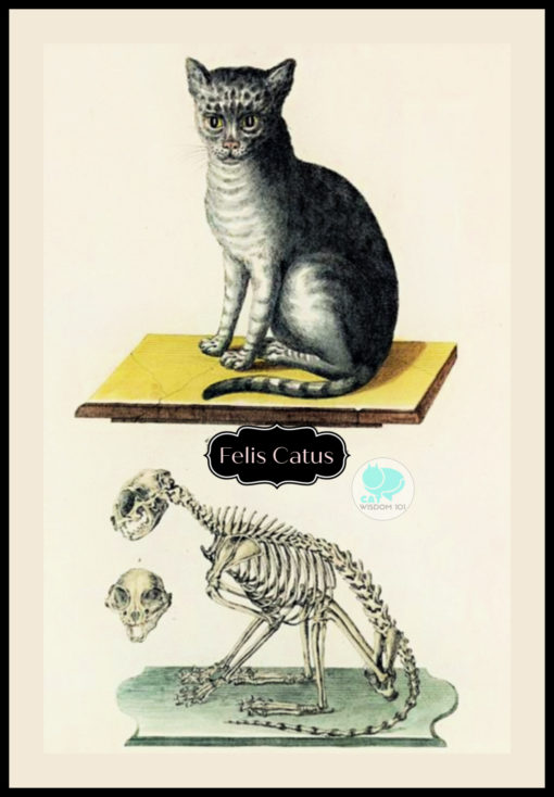 antique_cat_anatomy_skeleton