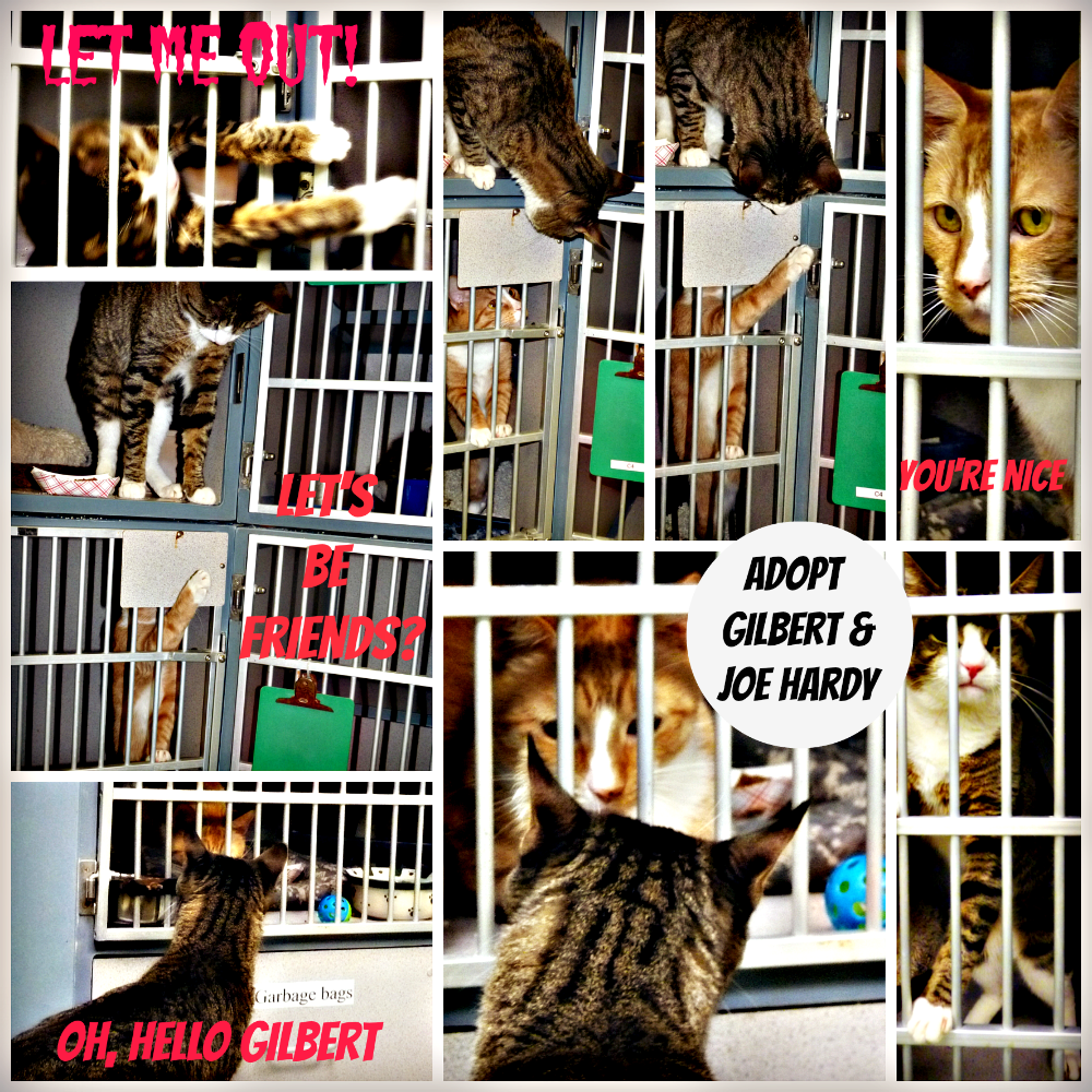 cat adoption Collage