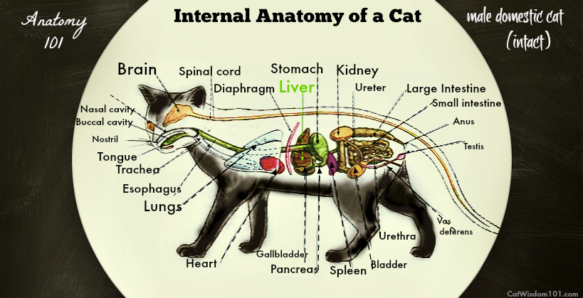 cat internal anatomy-male