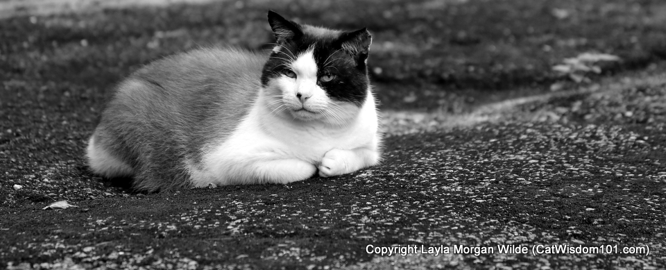 Domino cat-black and white-snowshoe