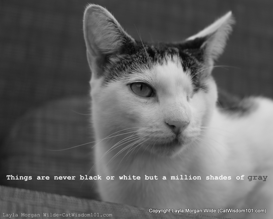 shades of grey cat quote