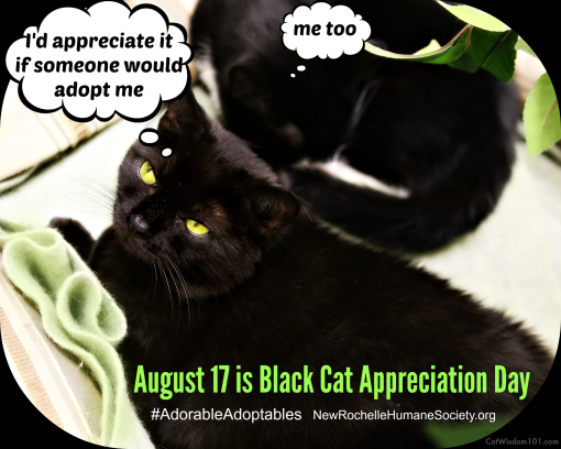 Black cat Appreciation day