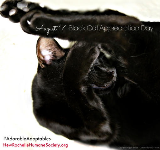 black cat appreciation day