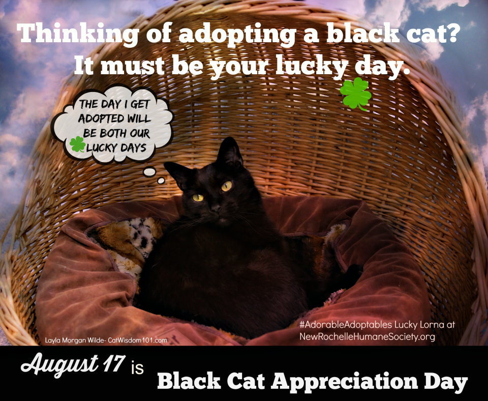 Black cat adoption PSA-lucky