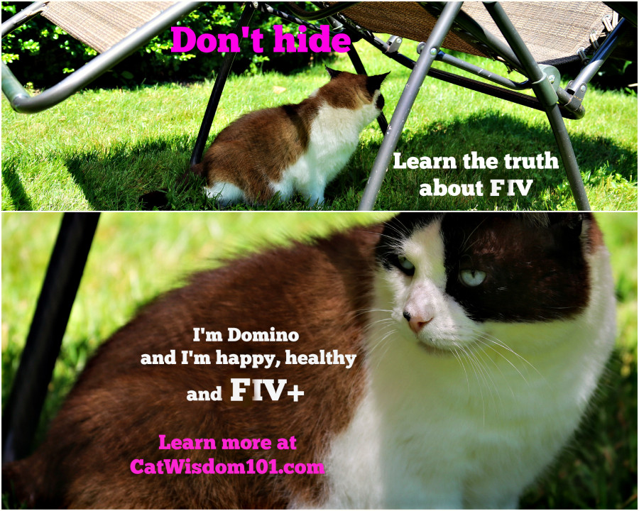 Domino-FIV+ cats