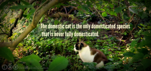 feral cat quote