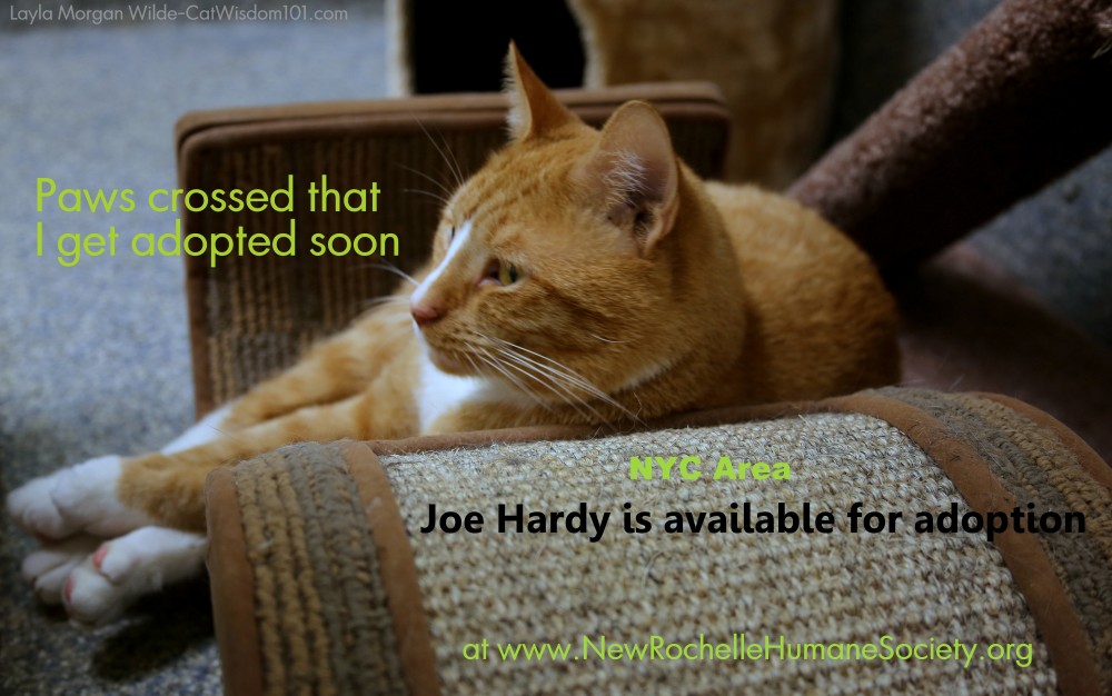 Joe Hardy cat