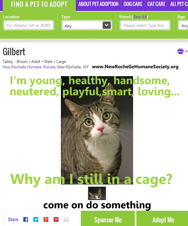 Petfinder-adoption-Gilbert cat