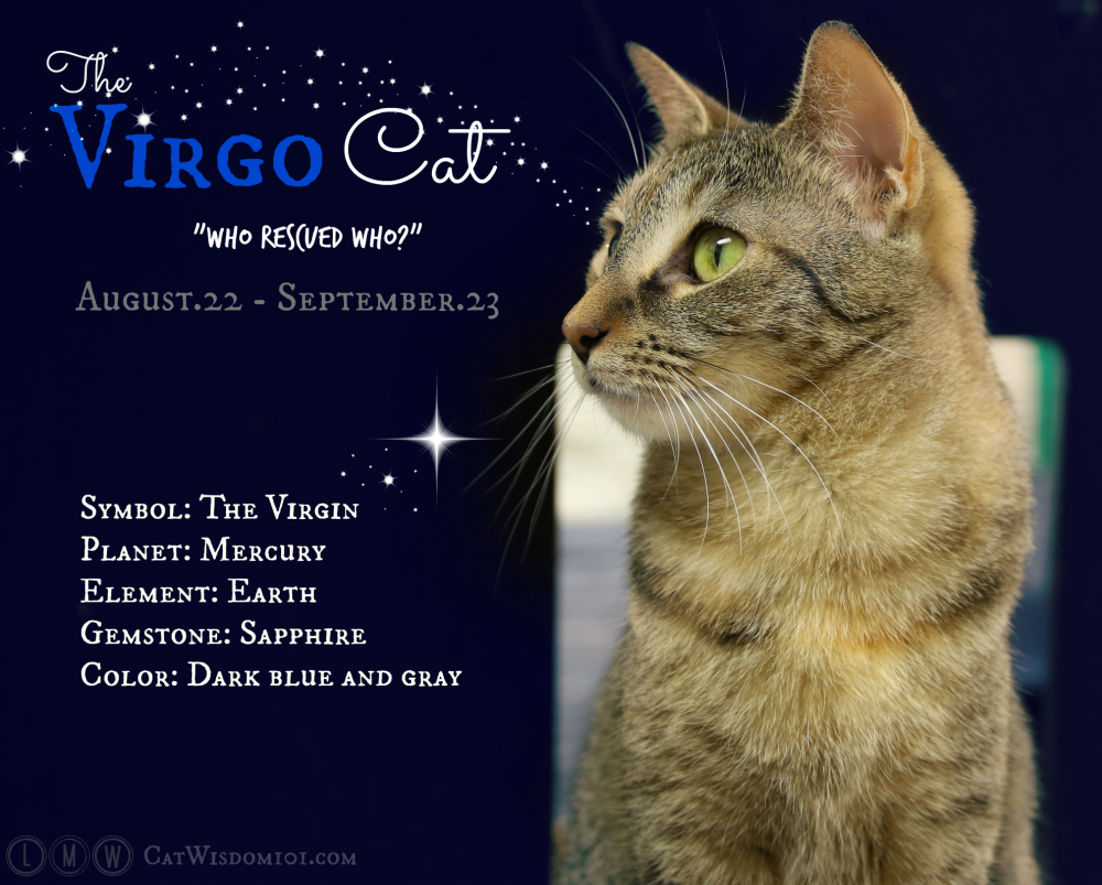 Feline Astrology: The Virgo Cat Decoded | Cat Wisdom 101