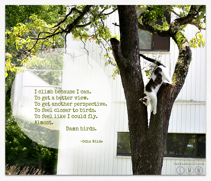 cat climbing tree -quote-poem
