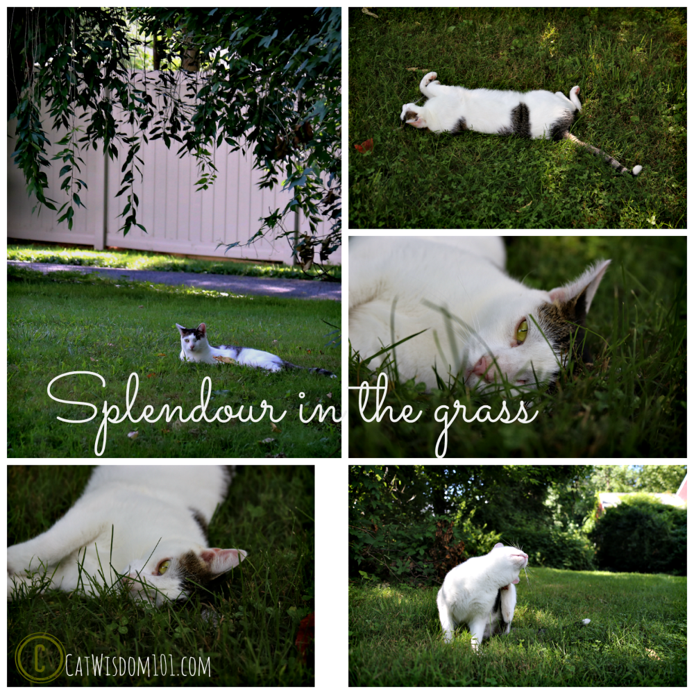splendour in the grass with cats