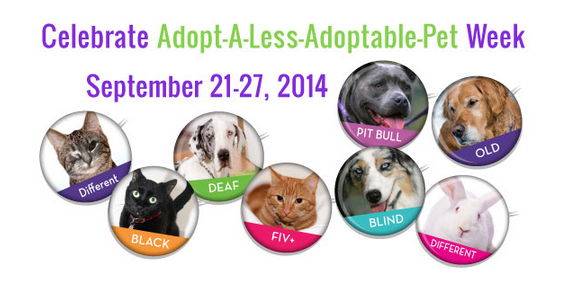 Adopt a less adoptable pet week