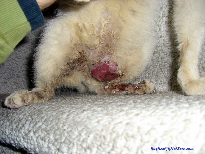 Gabby-cat tumor- dried blood
