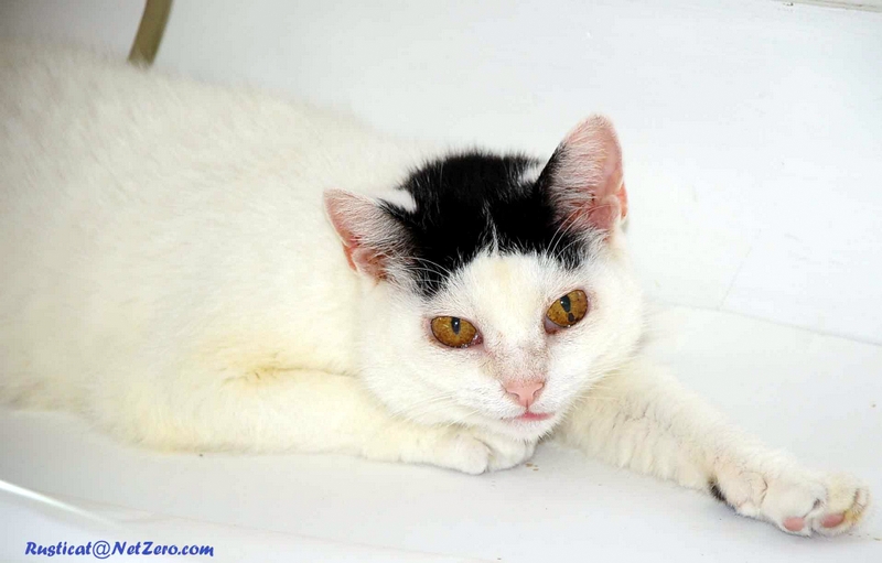 Gabby, former stray cat