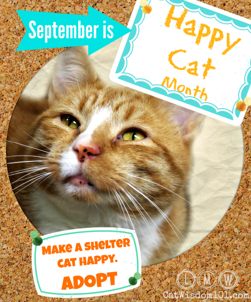 Best September cat holidays