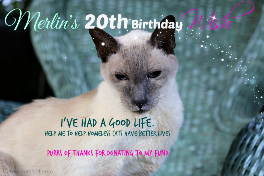 Merlin 20th birthday-shelter cat fund