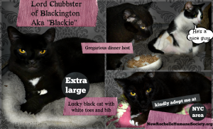 NRHS-Cat-#adorableadoptables-Blackie
