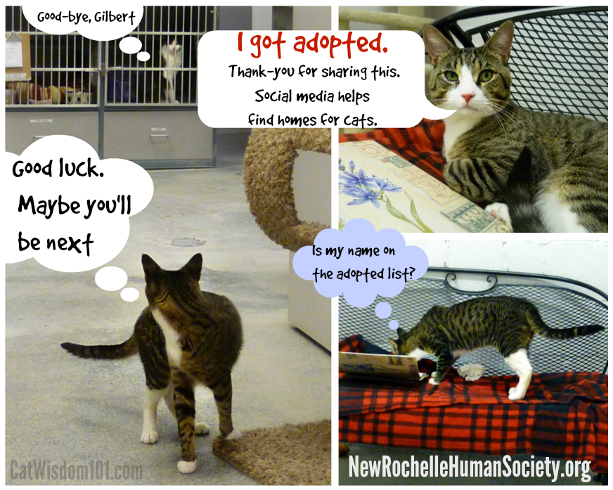 NRHS_Gilbert cat adopted