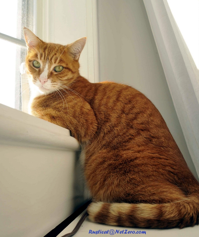 Rusty-orange cat