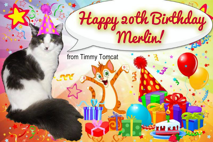 cat birthday card-cat wisdom 101
