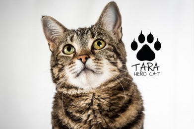 tARA hERO CAT