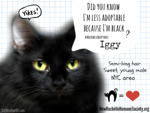 IGGY-black cat