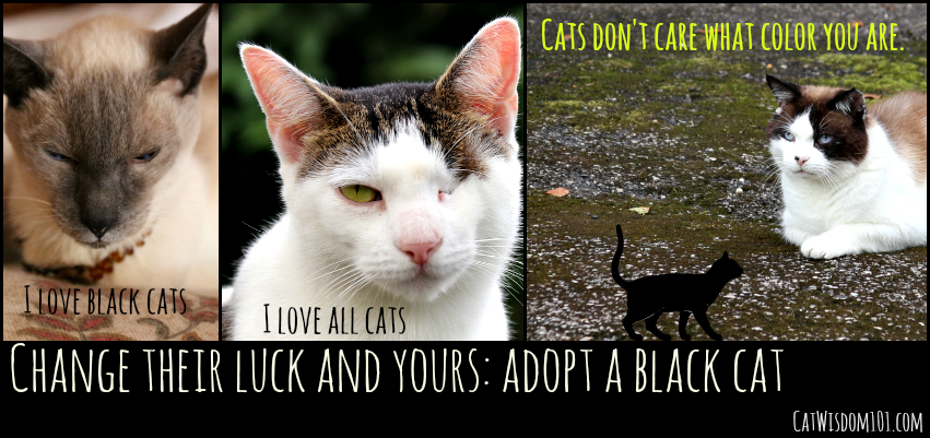 black cat adoption PSA